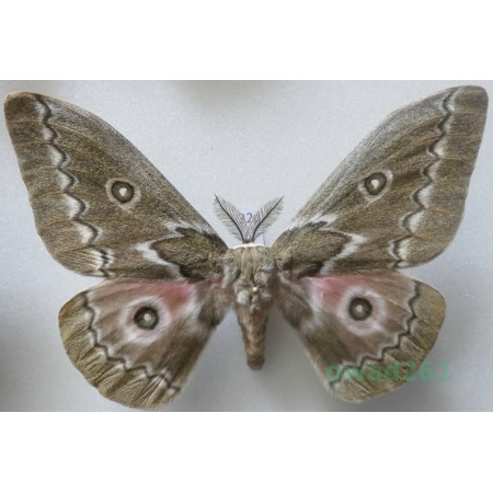 Gonimbrasia tyrrhea (Cramer, 1775) male ex. ovo South Africa 108mm32d